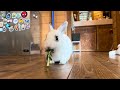 うさぎのまろ、ブロッコリーを食う