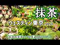 【食べ放題】初夏に行きたい抹茶デザート食べ放題!抹茶尽くしの贅沢時間をご一緒に!