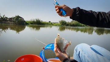 CÂU CÁ DIẾC SÔNG QUÊ THÁI BÌNH | CÂU CÁ SÔNG HỒ