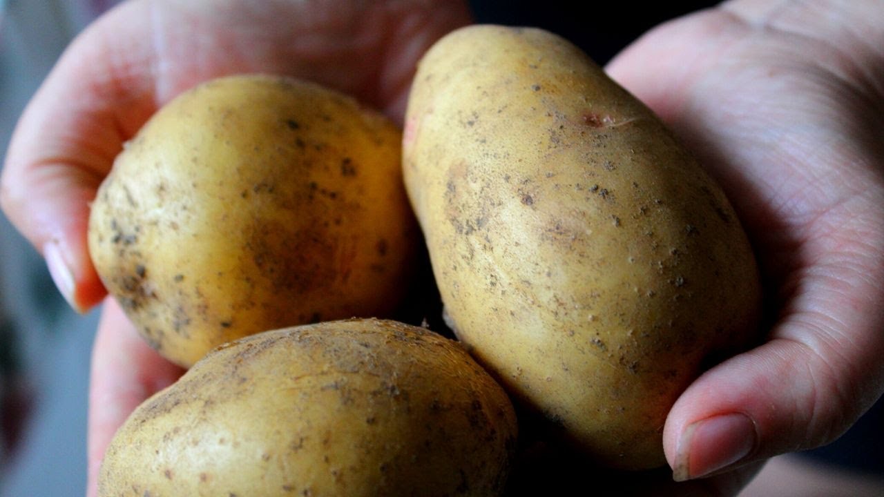 Harvesting Potatoes Grown In NoDig Beds [Does It Really Work?] & How To Cure Potatoes YouTube