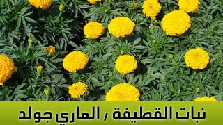 موعد  و طريقة زراعة نبات  القطيفة Marigold