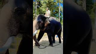 #elephantlife #Dubare#costalkarnataka