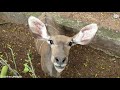 Beautiful deer in Srilanka \How to keep deer from eating trees \Cute deer videos\Deer fighting deer