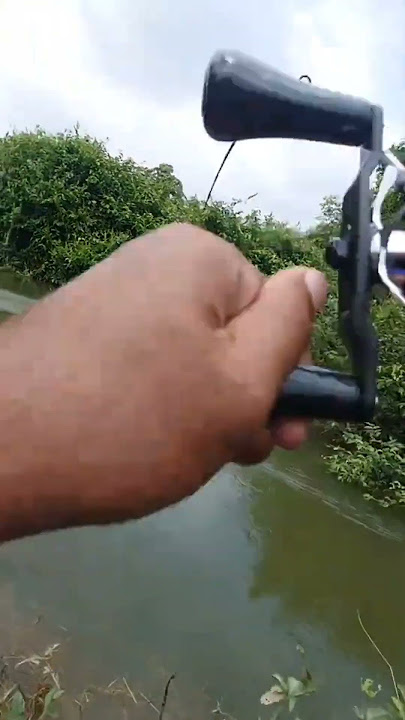 Sambaran ikan Toman mengganas 😱 #fishing #mancing