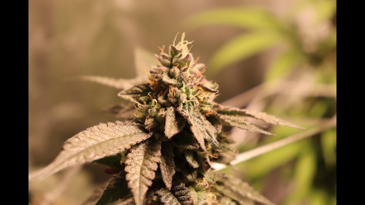 Growers Choice 315 CMH Tent at Day 51 of Flower (Week 8) (Sophisticated Lady, Gelato 41, Blue Dream)