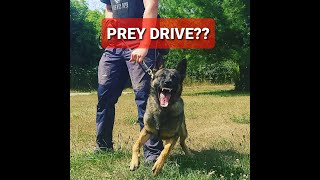 What is PREY DRIVE & HOW do you use it? K9 protection training 101