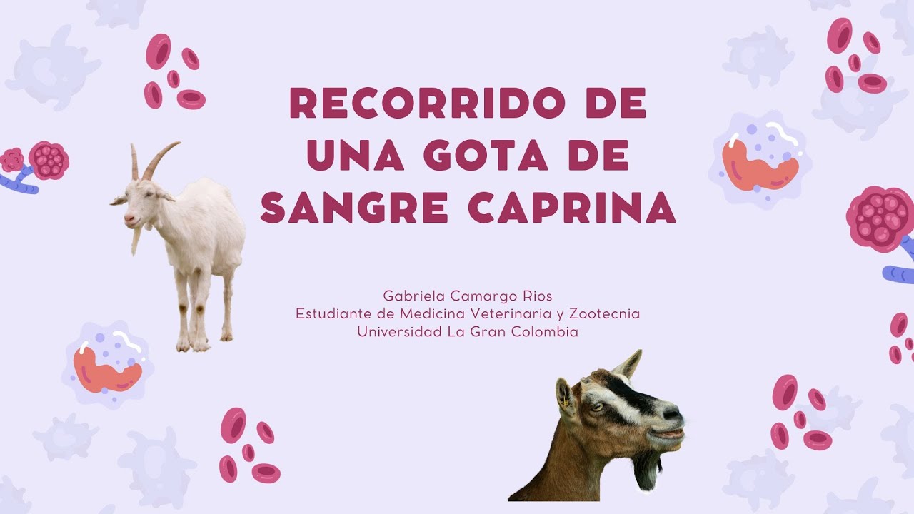 Recorrido de una gota de sangre caprina - YouTube