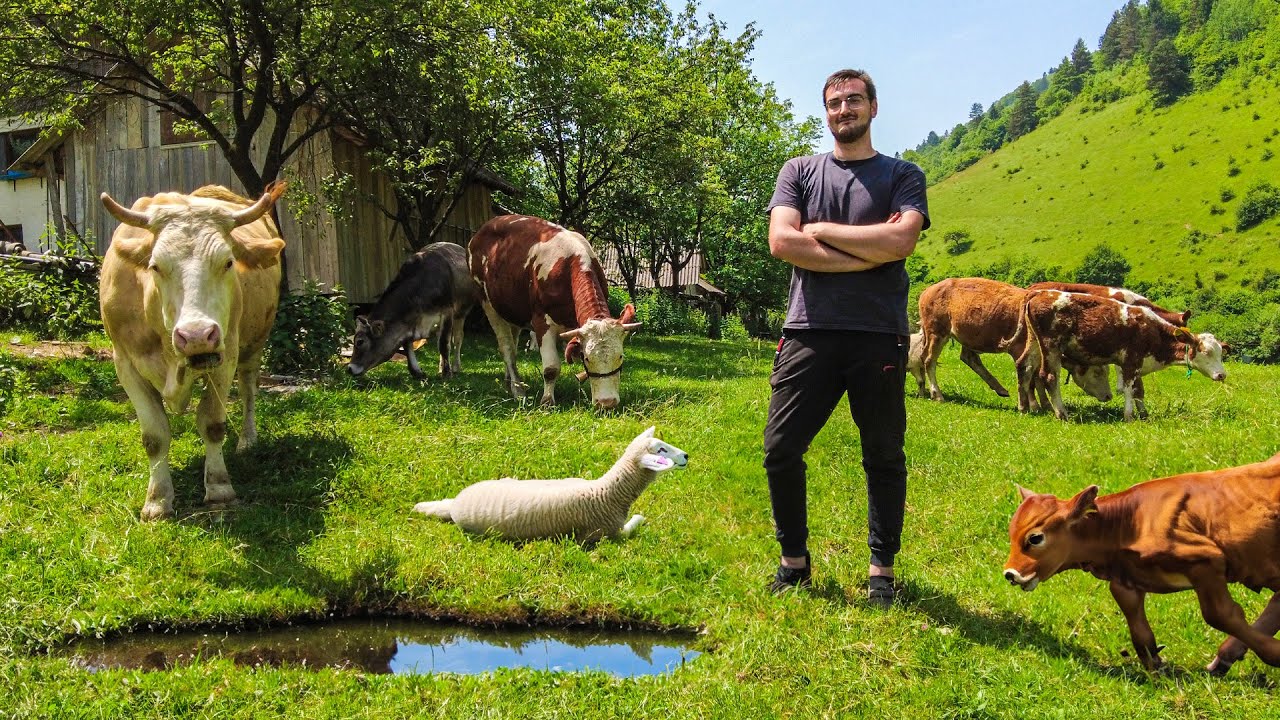 Napustio posao kuhara, kupio krave i započeo biznis!