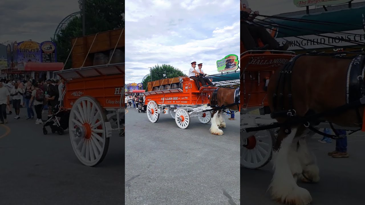 Massive Clydesdales Budweiser Shorts Wagon