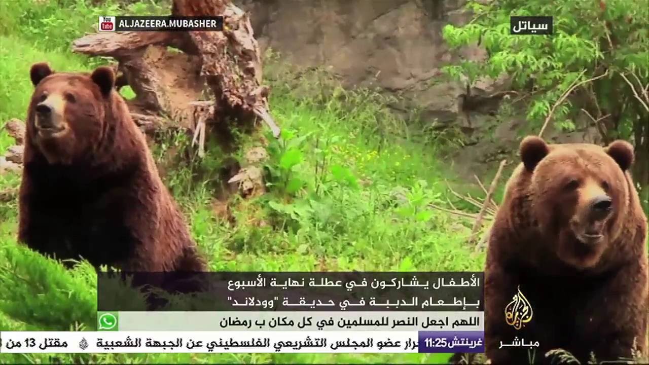 أطفال يطعمون الدببة سمك السالمون في حديقة "وودلاند" في سياتل الأمريكية