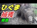 ひぐま 捕獲 !