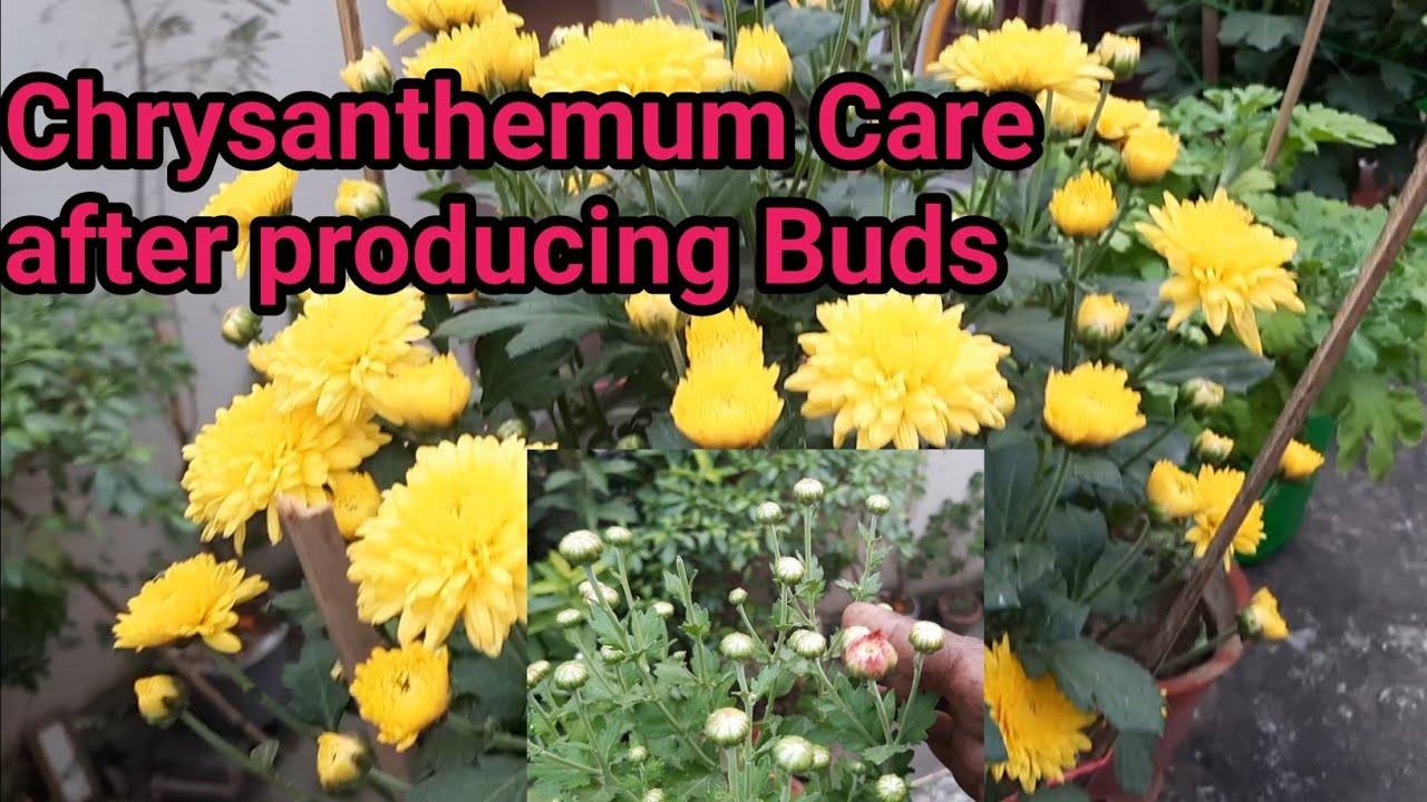 Chrysanthemum care after producing Buds // Chrysanthemum Care YouTube