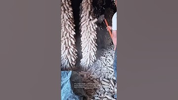 Harvesting corn: separating kernels from the cob