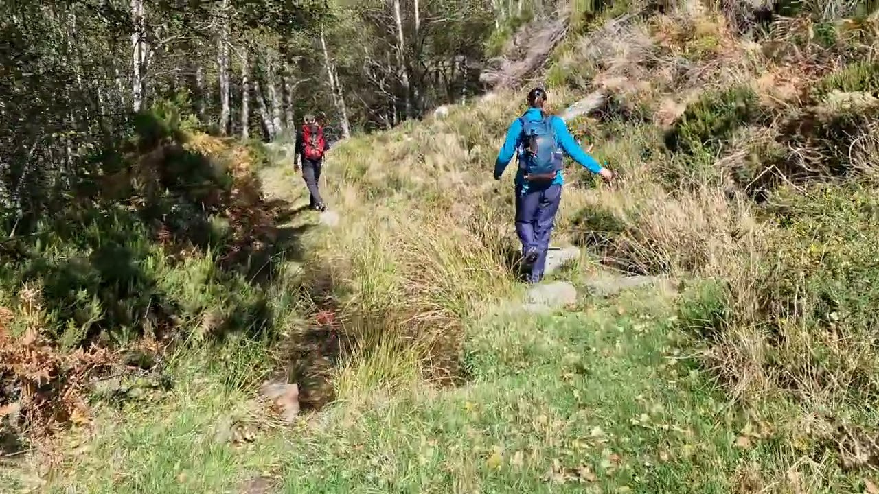 Bosque de abedules (Somiedo - Asturias)