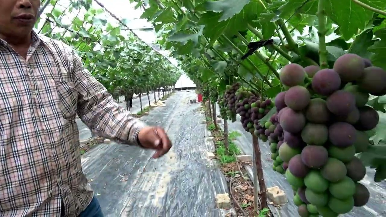 김천포도자랑 자부심이 대단