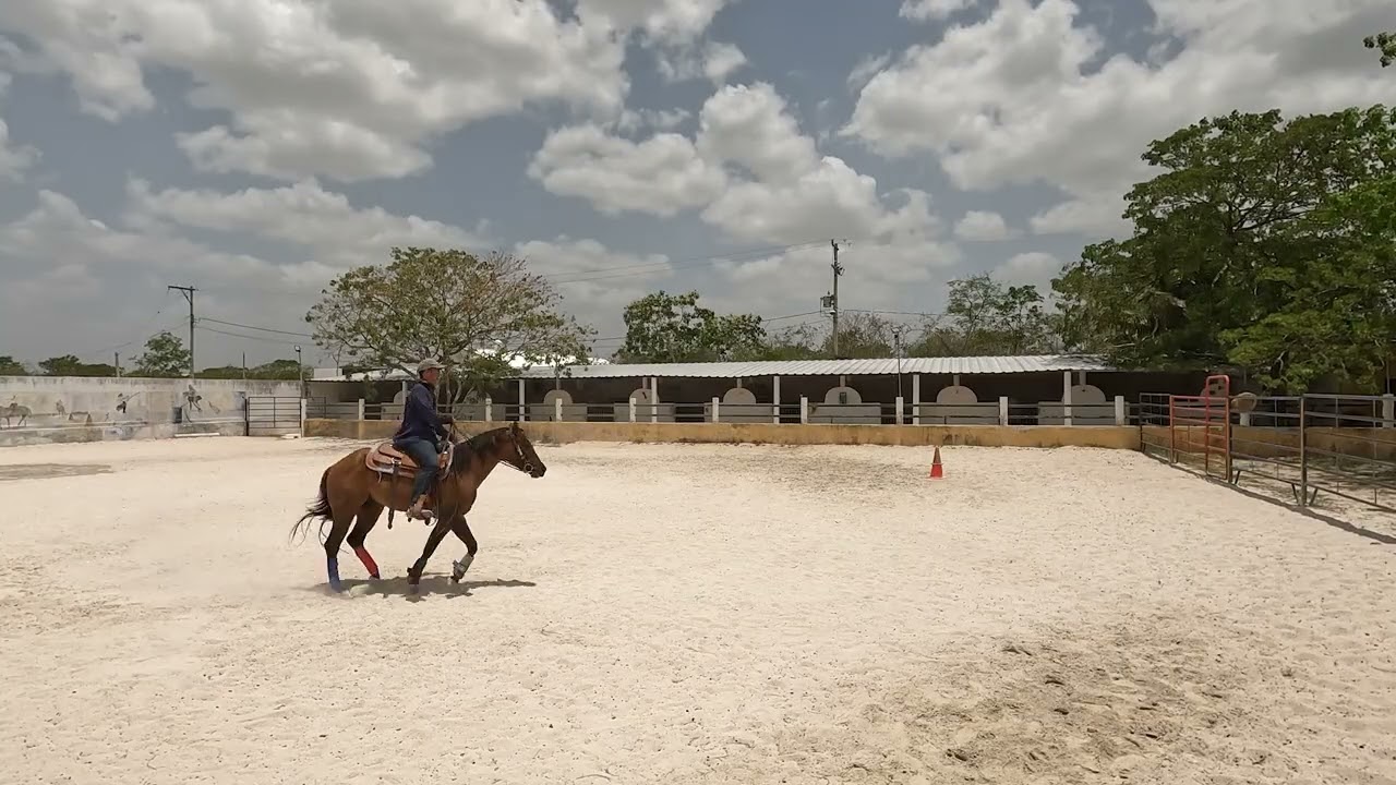 PRIMEROS PASOS PARA ENSEÑAR A TU CABALLO A FRENAR (¡FÁCIL Y SIN PELEARSE!)
