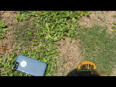 Vídeo: Controle de ervas daninhas Velvetleaf - Como se livrar das plantas Velvetleaf