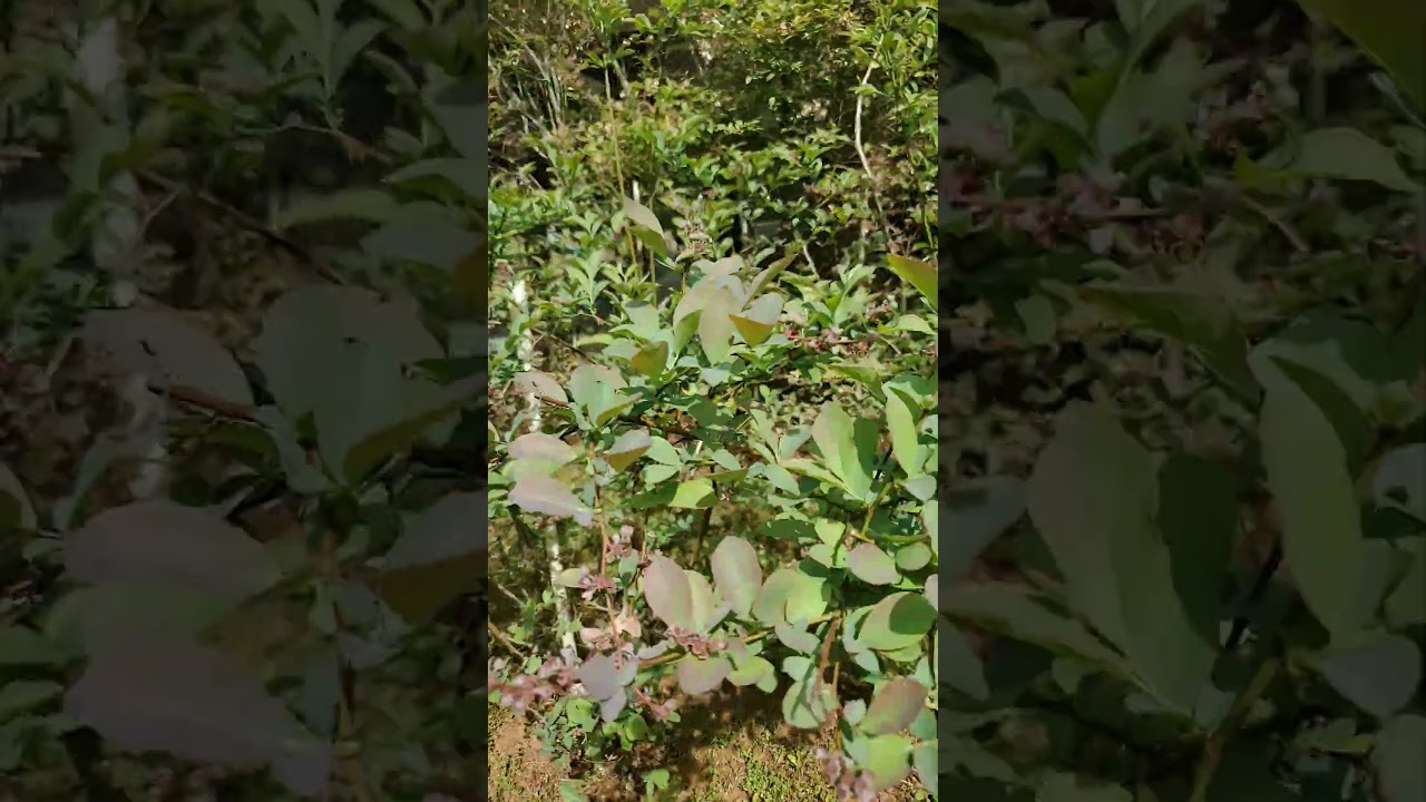 А вы знали где растёт голубика лучше?🫐🫐