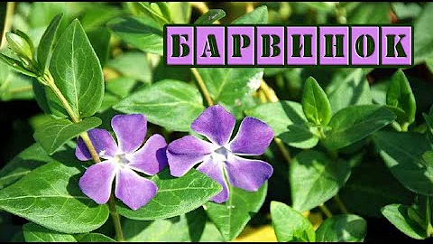 Барвинок. Лечебные свойства. Народная медицина.