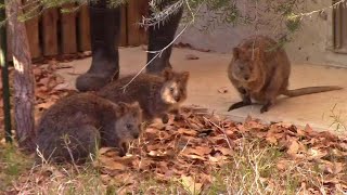 飼育員に懐いているクオッカたち （埼玉県こども動物自然公園）Quokka & Zookeeper by manyamou 119 views 1 month ago 4 minutes, 7 seconds