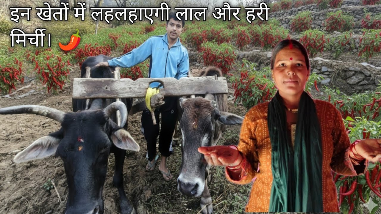 इन खेतों में लहलहाएगी लाल और हरी मिर्ची। 🌶️ Pahadi village life