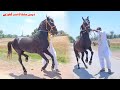 Mushka ghora for sale in pakistan  desi pakistani horse