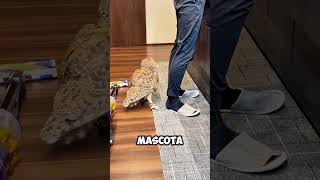 Esta persona tiene un BÚHO viviendo en su casa 😱