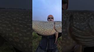pike monster #shorts #fishing
