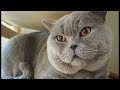 The Cats are happy in Thailand | Cat's Gym Hotel Bangkok