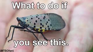 Spotted Lantern Fly