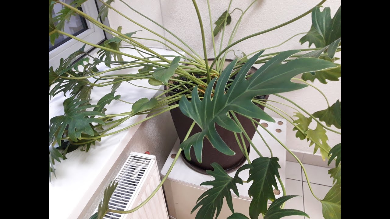 Неприхотливый ФИЛОДЕНДРОН. Всё об УХОДЕ и РАЗМНОЖЕНИИ.