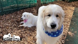 ルンルンのお芋がどうしても欲しくなってしまうアランです　Great Pyrenees　グレートピレニーズ