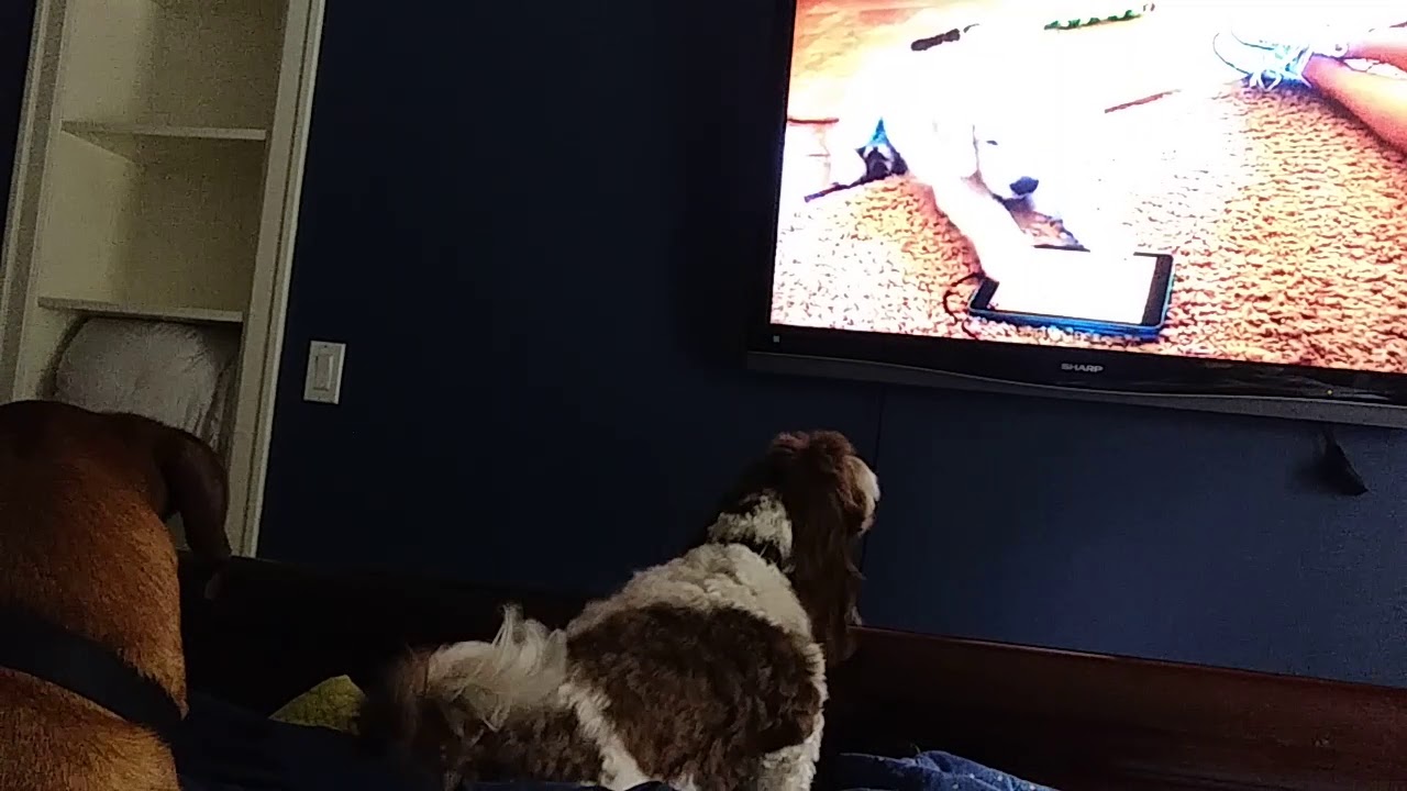 Pet tv? YouTube
