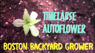 Autoflower Cannabis Timelapse - Autoflower Indoor Grow Seed to Harvest