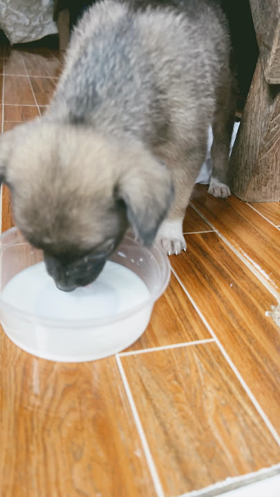 Drink milk Brau #j4vlogs #puppy #shortvideo