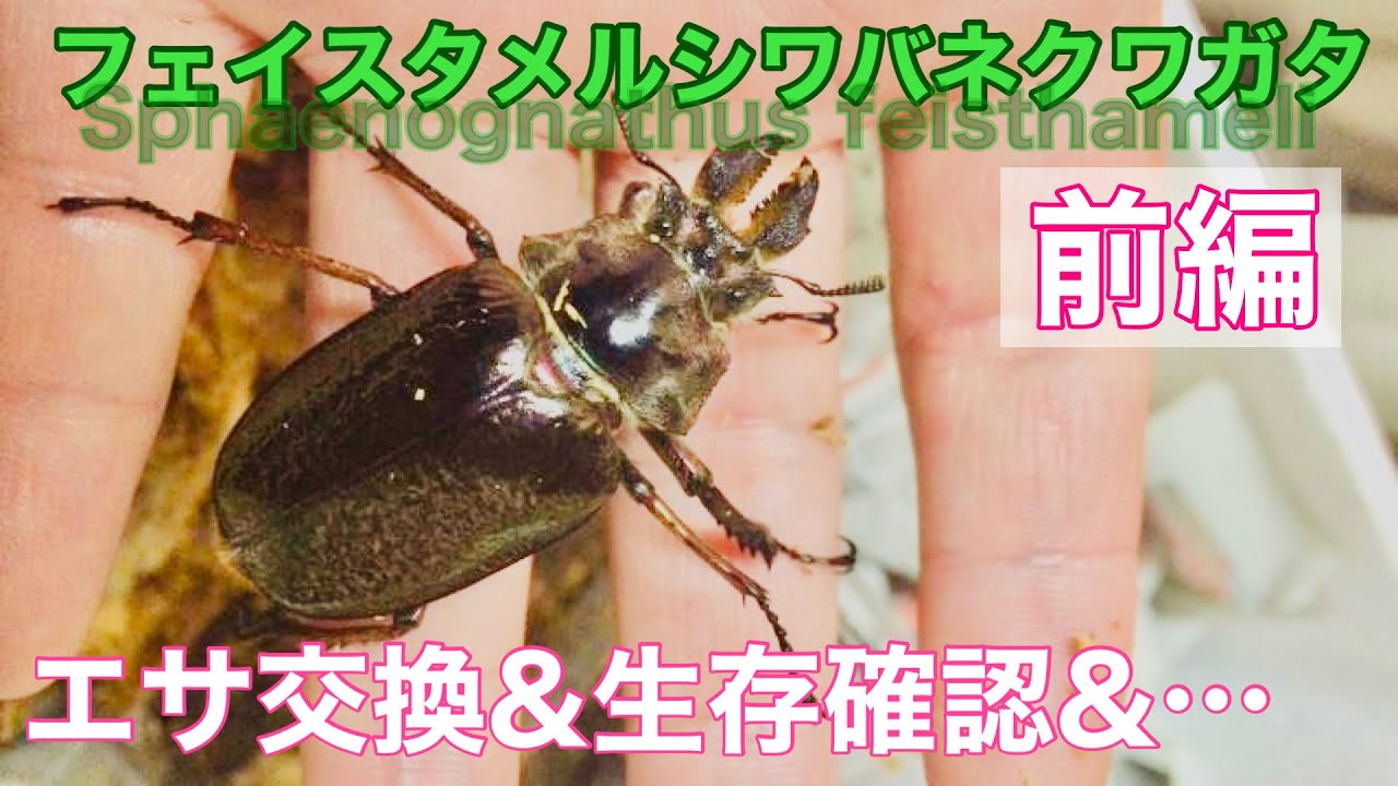 フェイスタメルシワバネクワガタのエサ交換＆生存確認 【前編】check