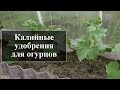 Калийные удобрения для огурцов