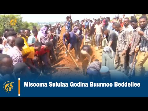 Misooma Sululaa Godina Buunnoo Beddellee