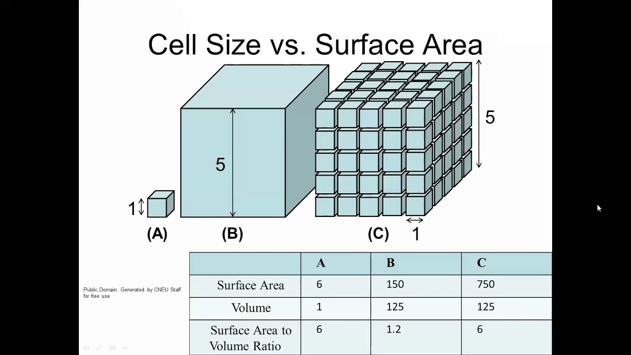 Максимальный размер клетки. Surface area of Cube. Surface area configuration. Particle Size and surface. Surface area to Volume ratio.