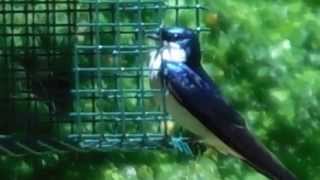 Woolwine House Bluebird Trail--Tree Swallow Guarding Nestbox