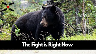 Washington State Black Bears - will hunting disappear?