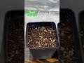 Amnesia Haze day 3