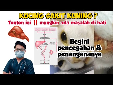 Video: Lipidosis Hati dan Kucing Anda: Apa yang Perlu Anda Ketahui