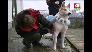 Новости Гродно. Единственная собака в зоопарке готовится стать символом года. 08.12.2017 Новости Гродно. Единственная собака в зоопарке готовится стать символом года. 08.12.2017