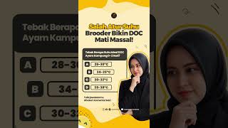 Salah Atur Suhu Brooder Bikin Doc Mati Massal!