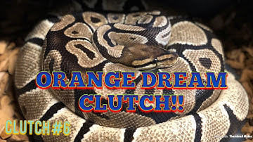 2019 Ball Python Breeding:  CLUTCH #6
