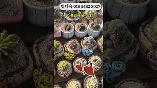#잠못이룰때 다육이구경 최고 눈호강합니다