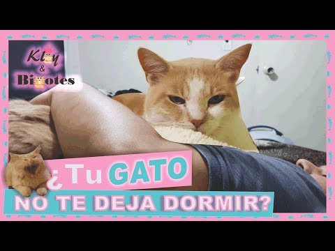 Video: Cómo Entrenar A Un Gatito Para Que Duerma Por La Noche