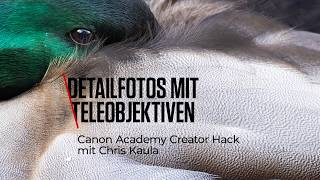 Beeindruckende Vogelfotos mit Telezoom: Tipps von Chris Kaula
