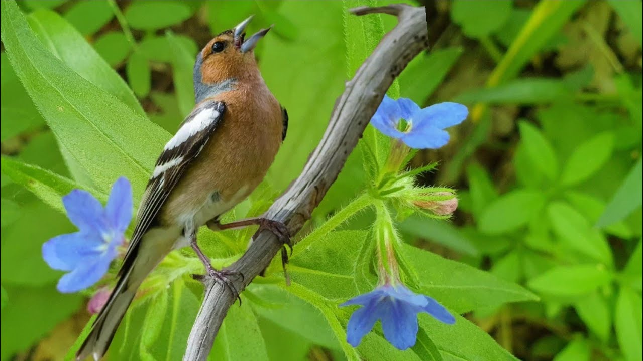 Весеннее щебетание птиц. Орнитотерапия лечение пением птиц. Щебетание птиц весной. Мелодии весны в щебетанье птиц.